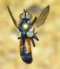 Cylindromyia sp.